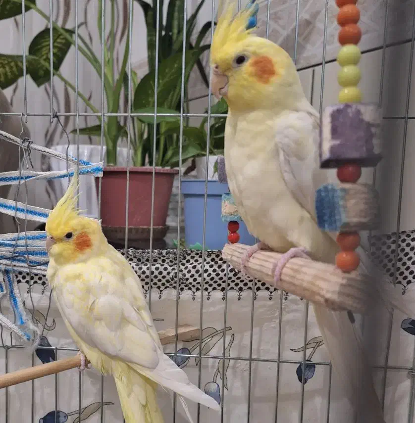 یک جفت عروس هلندی|پرنده|دلیجان, |دیوار