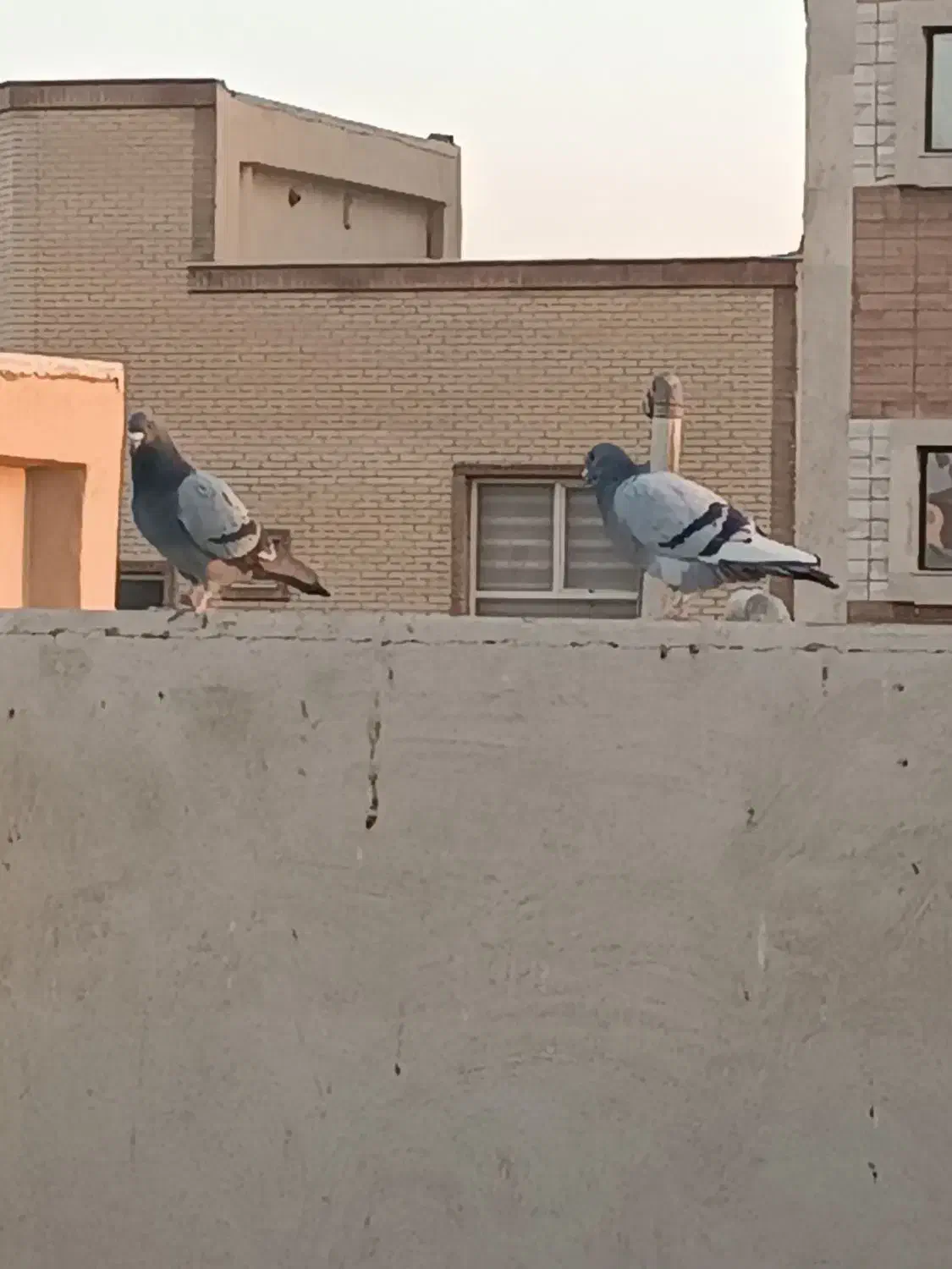 کبوتر کفتر|پرنده|شاهین‌شهر, شهرک گلدیس|دیوار