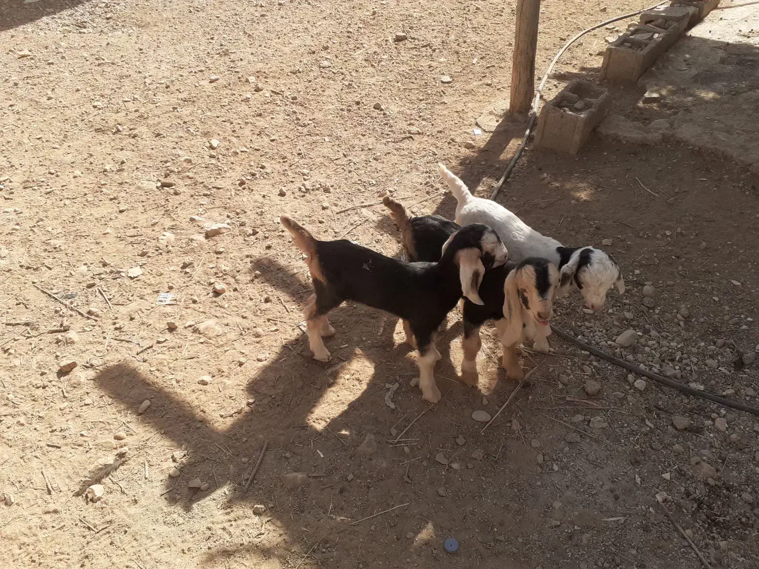 کهره شیری|حیوانات مزرعه|طسوج, |دیوار