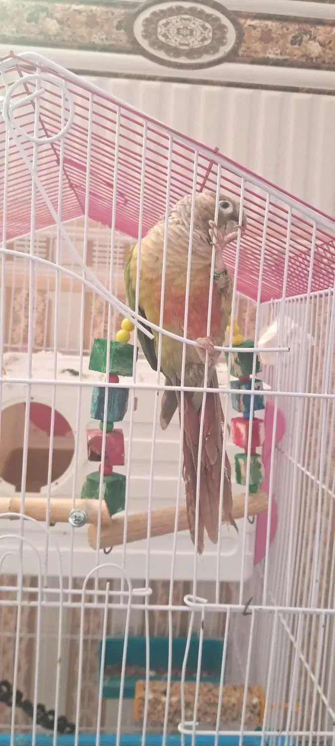 طوطی گرینچیک رام|پرنده|ماهان, |دیوار