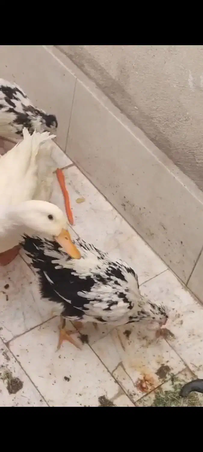 دو عدد مرغ زینتی کاکولی ویک عدد اوردک سفید|پرنده|باقرشهر, |دیوار