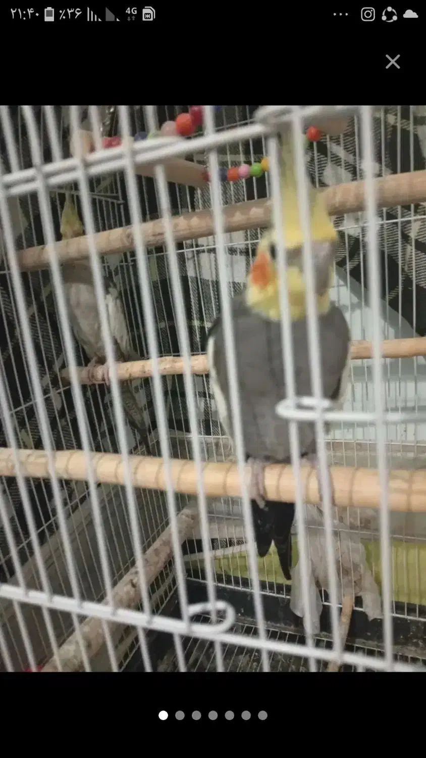 پرنده|پرنده|سیاهکل, |دیوار