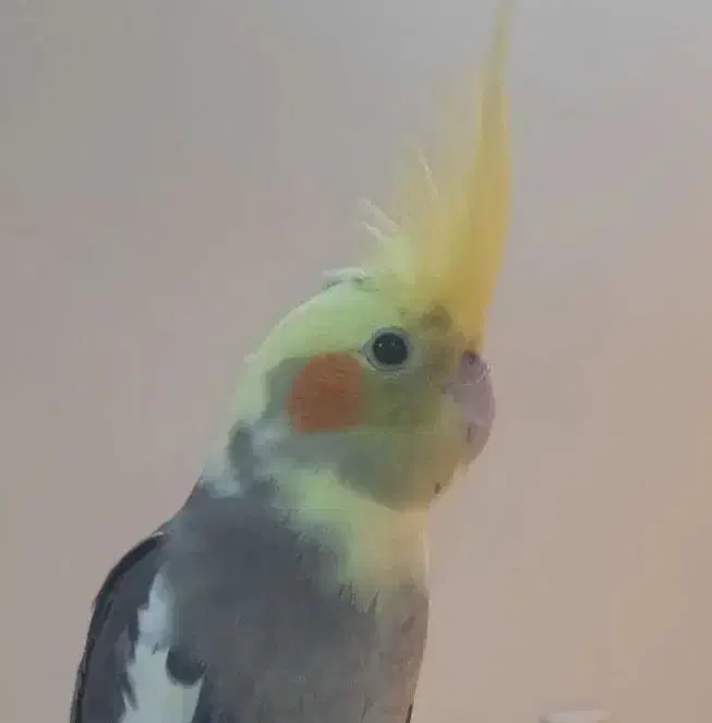 گمشده عروس هلندی به نام اودی|حیوانات|کیش, |دیوار