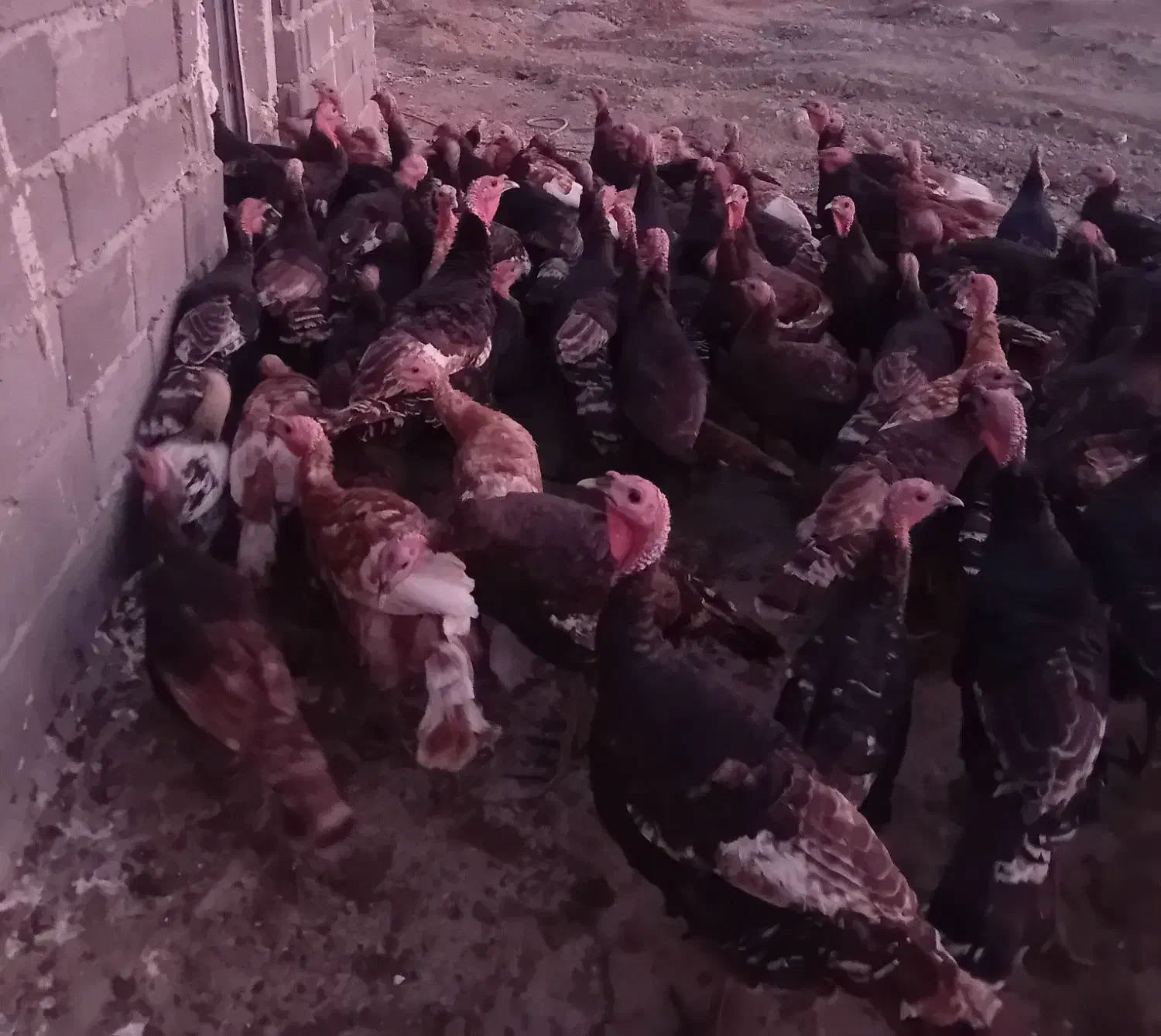 بوقلمون برنزه و بربون|حیوانات مزرعه|خوی, |دیوار