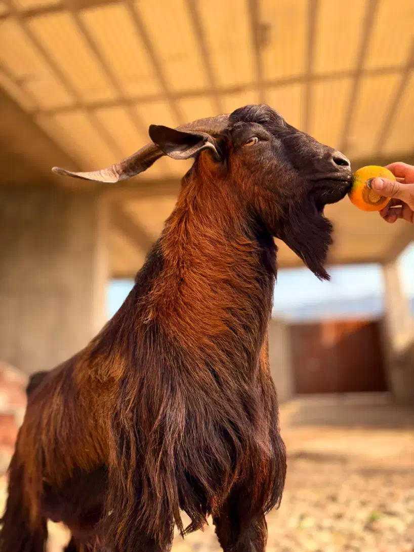 بزغاله آلپاین برای نسل کِشی|حیوانات مزرعه|شیرگاه, |دیوار