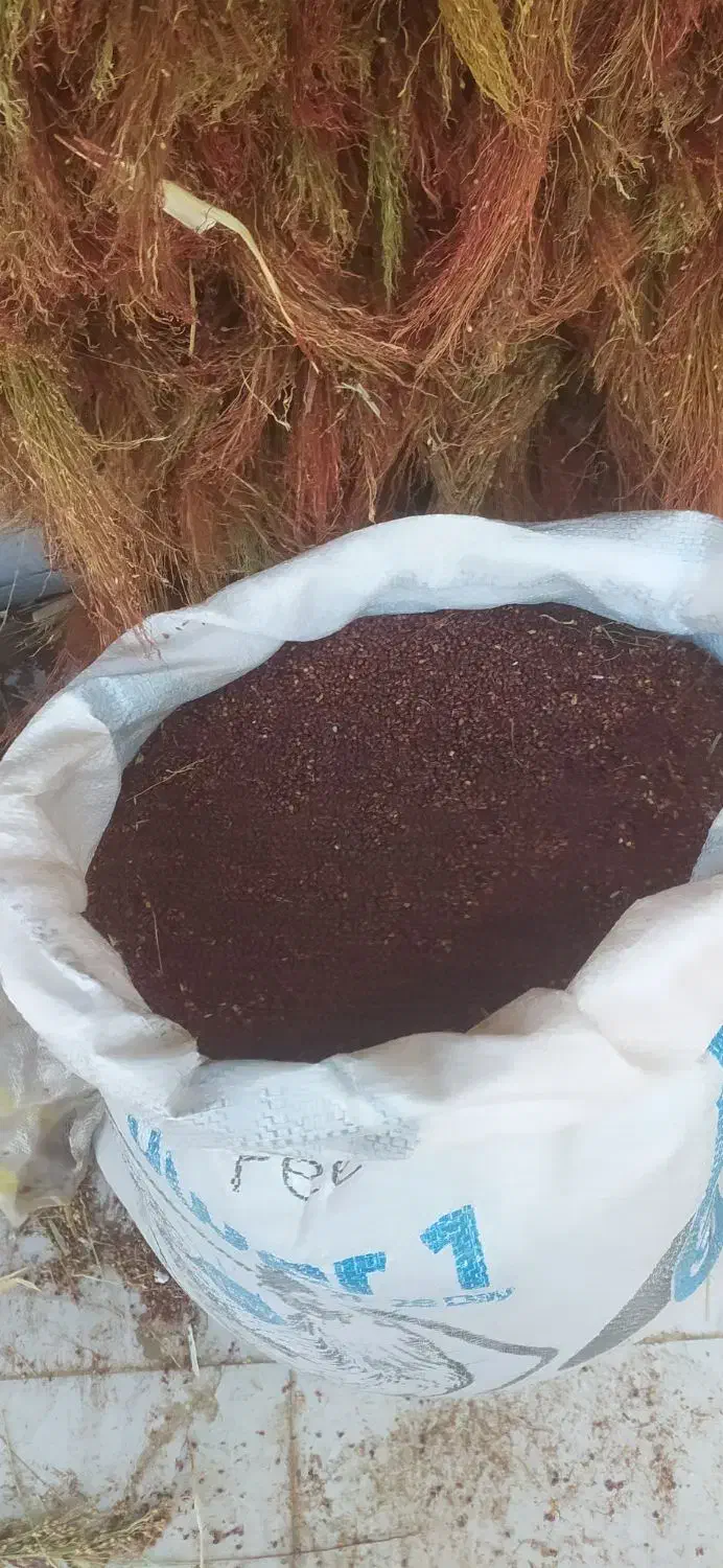 بذرجارو تخم جارو|عمده‌فروشی|جوانرود, |دیوار