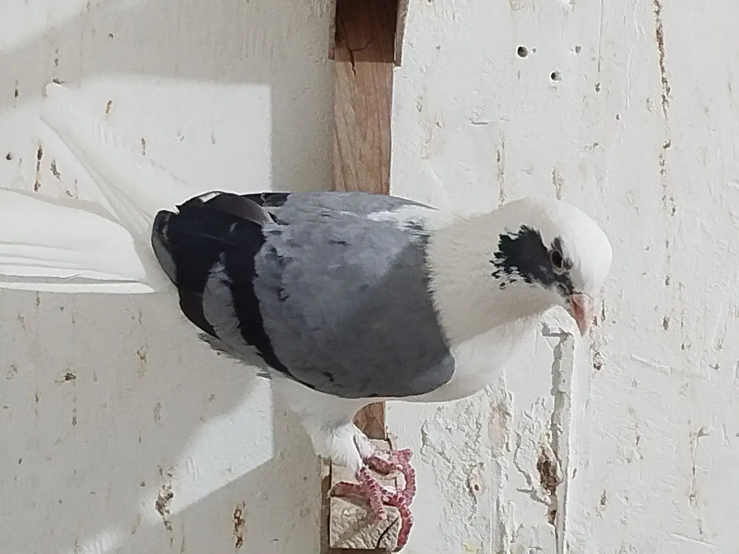 کفتر رنگی|پرنده|لار, |دیوار