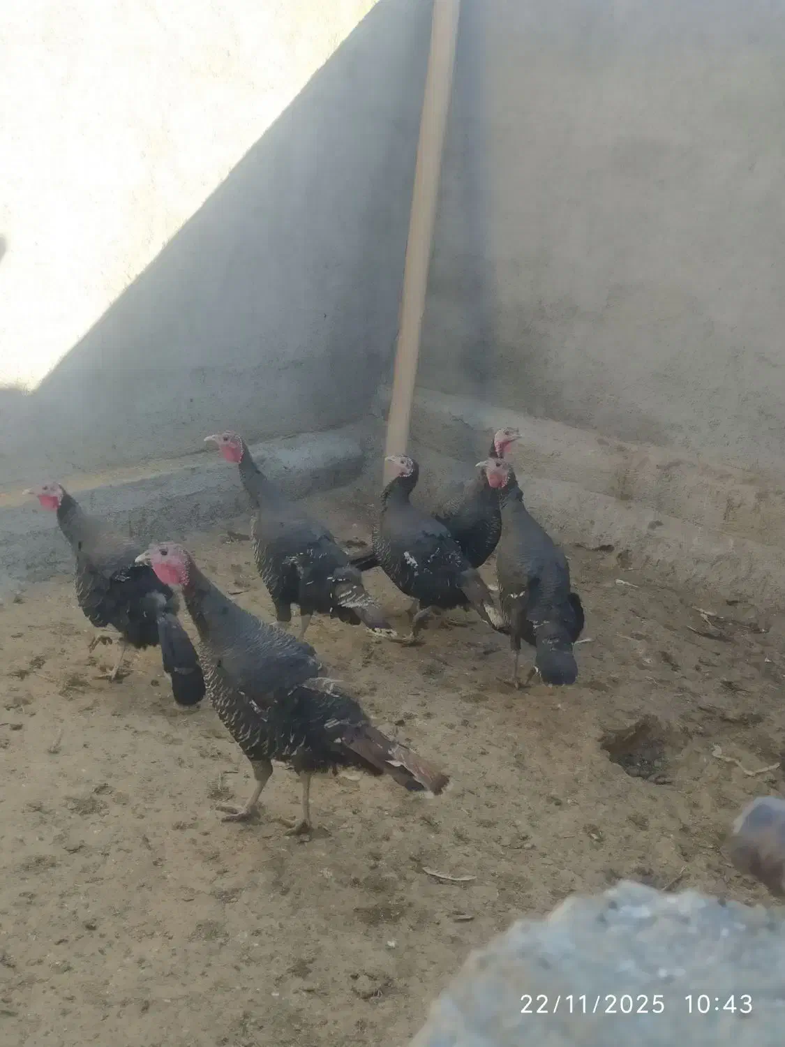 فروش بوقلمون ماده در میان راهان|حیوانات مزرعه|دینور, |دیوار