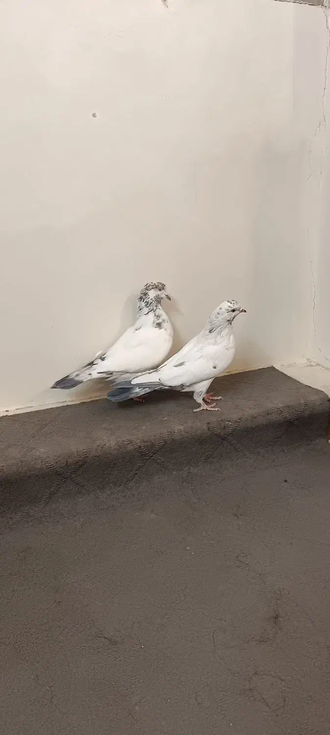 دوتا ماده کله دم سبز|پرنده|اصفهان, شاهد|دیوار