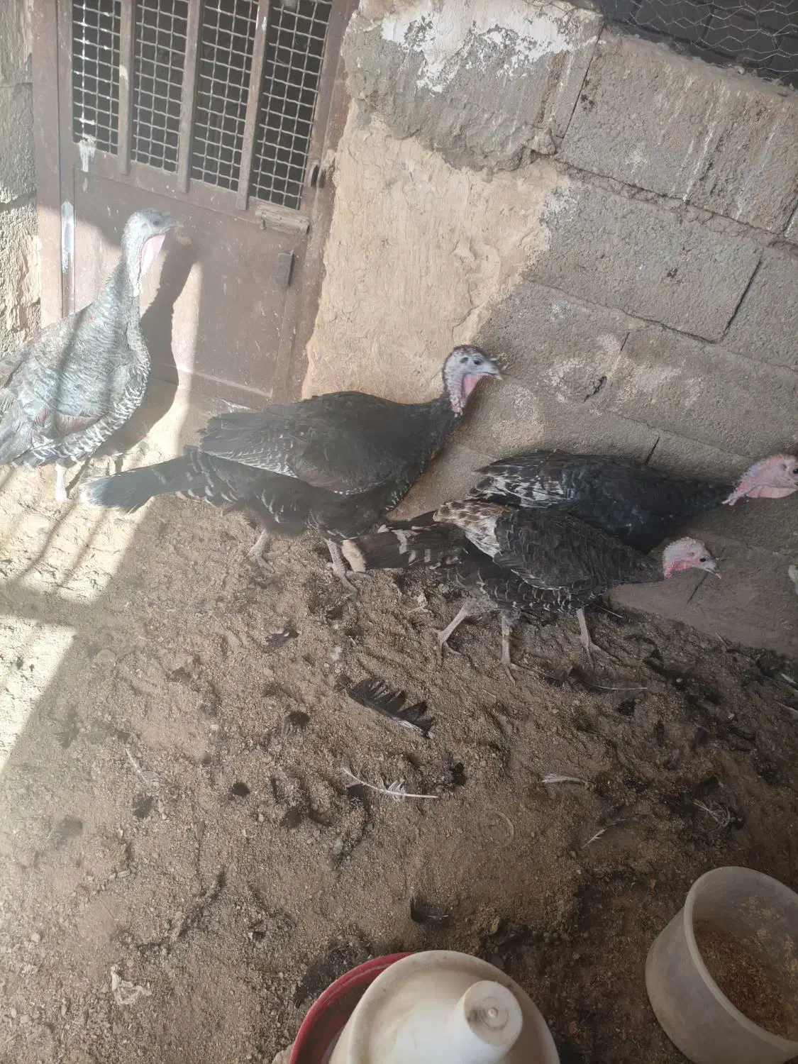 تخم‌مرغ نطفه دار بوغلمون|حیوانات مزرعه|خواف, |دیوار