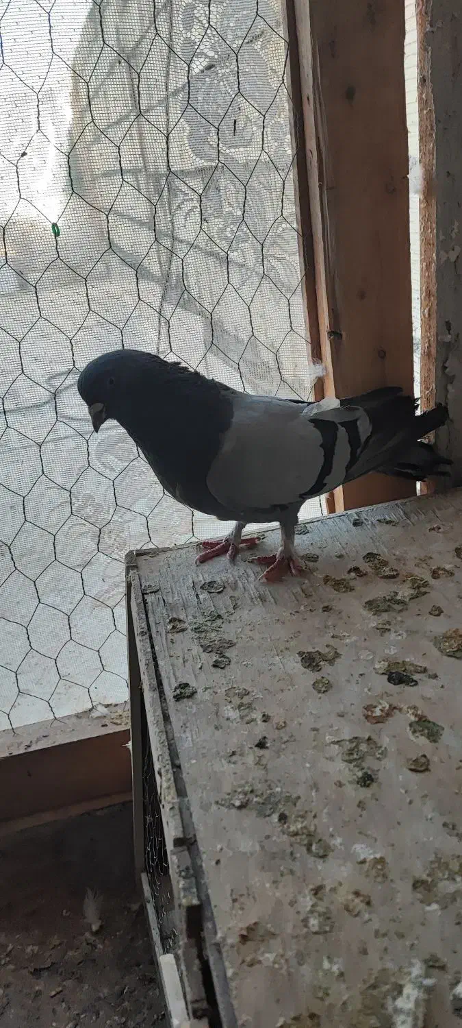 سبز نر|پرنده|مبارکه, |دیوار