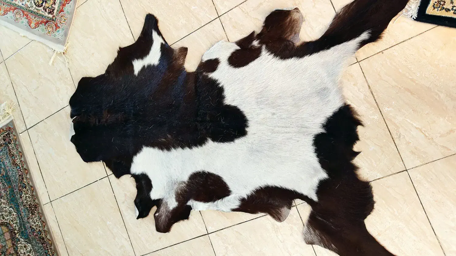 پوست طبیعی|لوازم جانبی حیوانات|ری, دولتآباد|دیوار