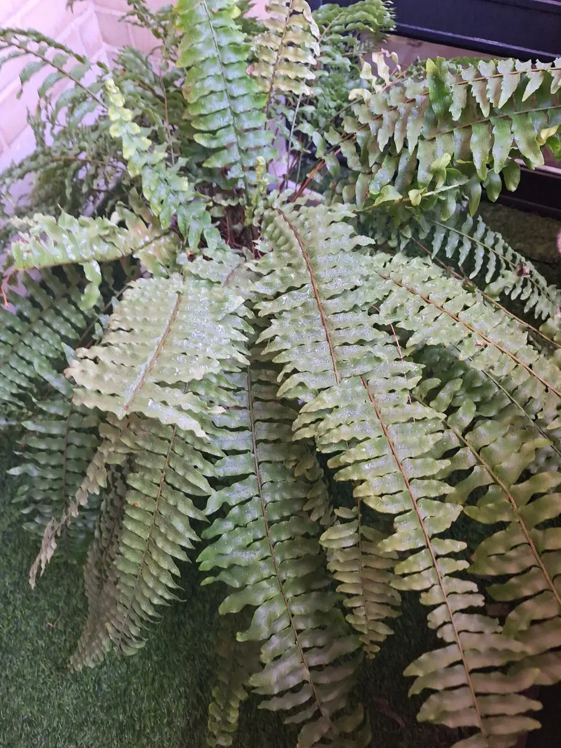 گل گیاه طبیعی|گل و گیاه طبیعی|اصفهان, سروستان|دیوار