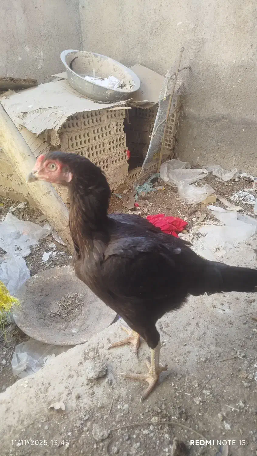 مرغ وخروس|حیوانات مزرعه|میناب, |دیوار