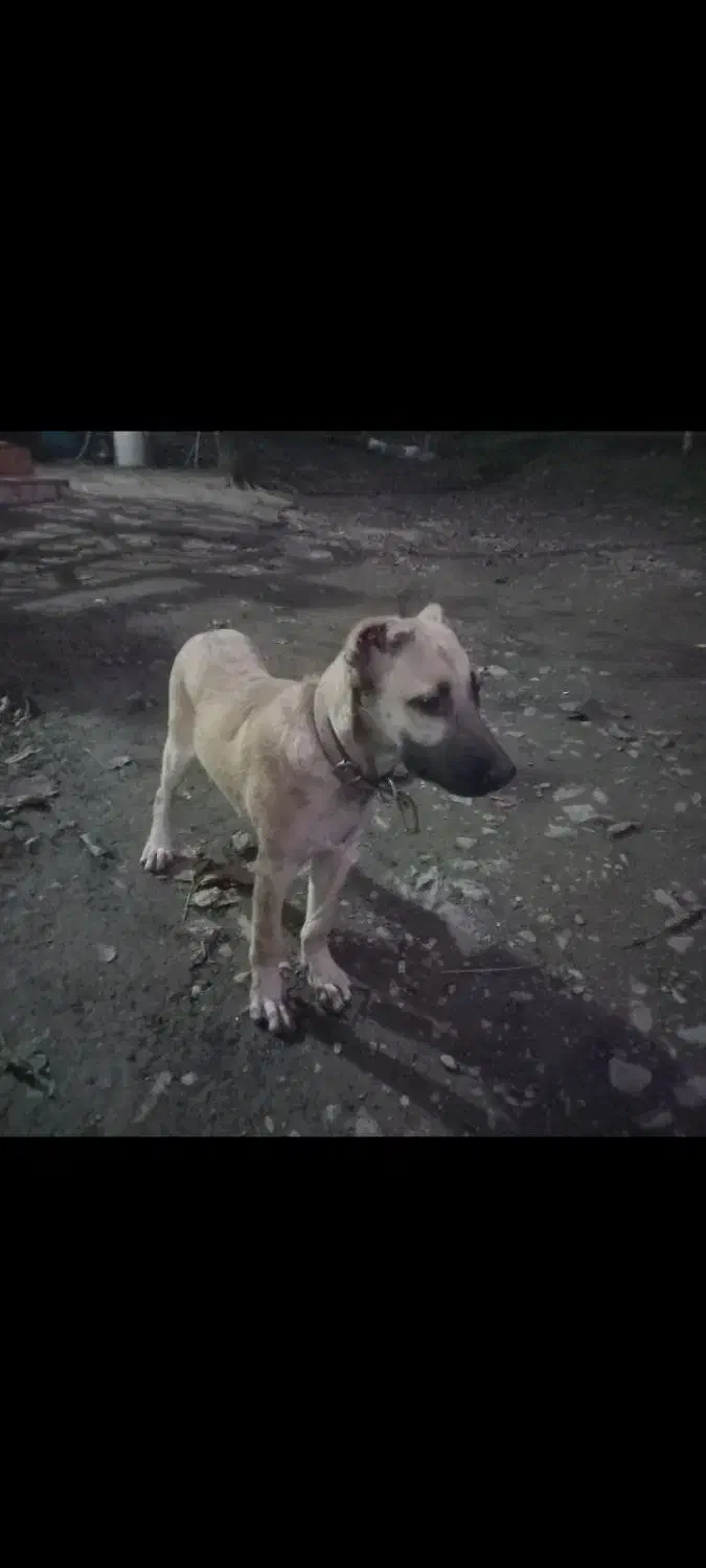 توله سگ ۳ماهه سراب معاوضه فقط باتوله ژرمن شپرد|سگ|ماسال, |دیوار