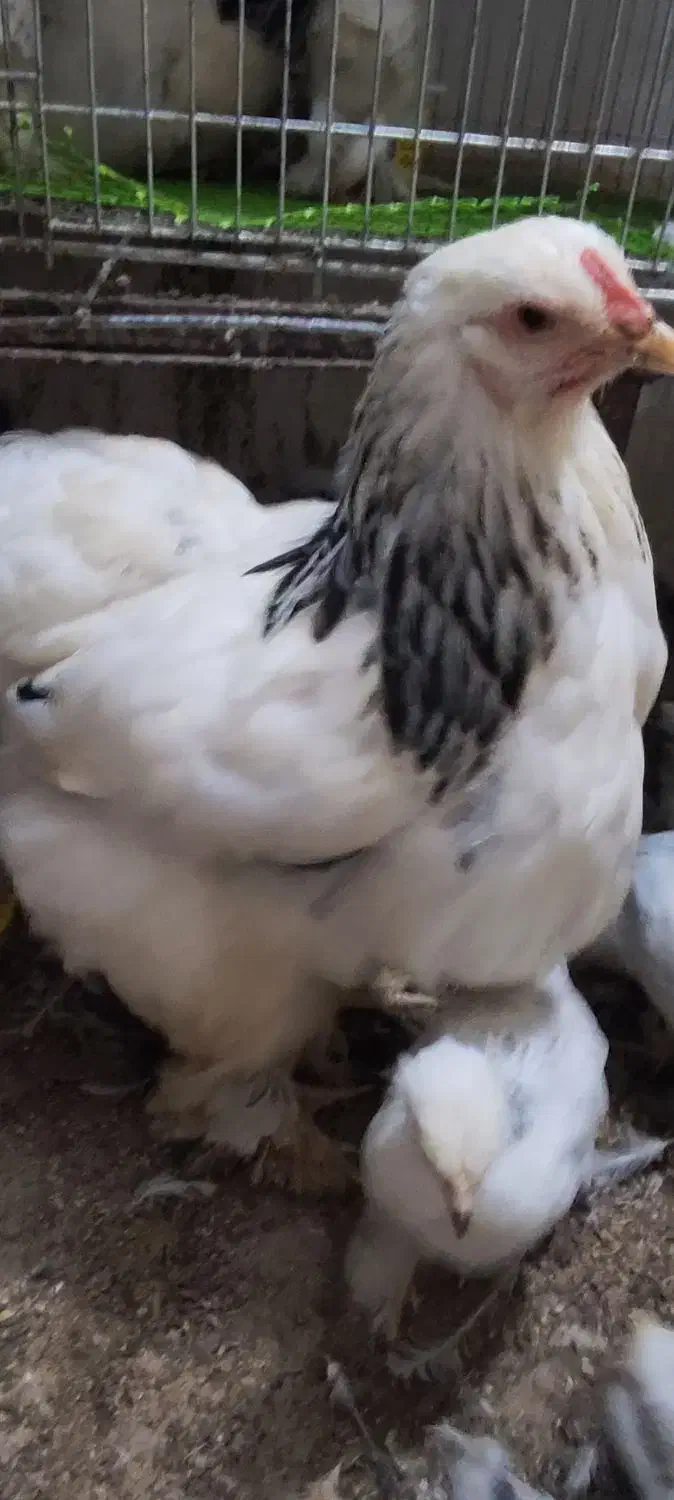 جوجه ، مرغ ، خروس برهما لایت با ۳۰ درصد تخفیف|حیوانات مزرعه|گرگان, |دیوار