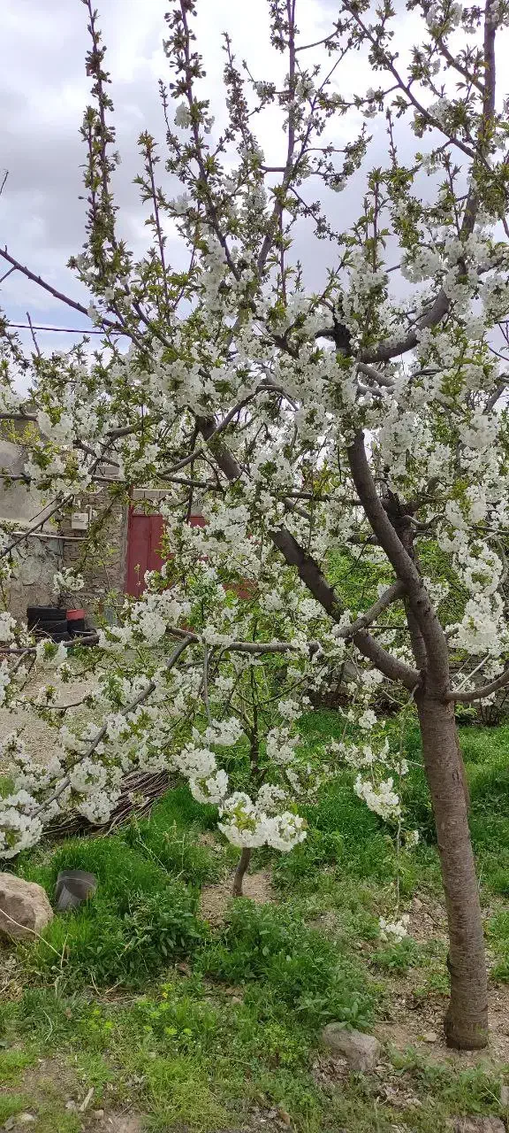خانه ویلایی|فروش خانه و ویلا|هشتگرد, خور|دیوار