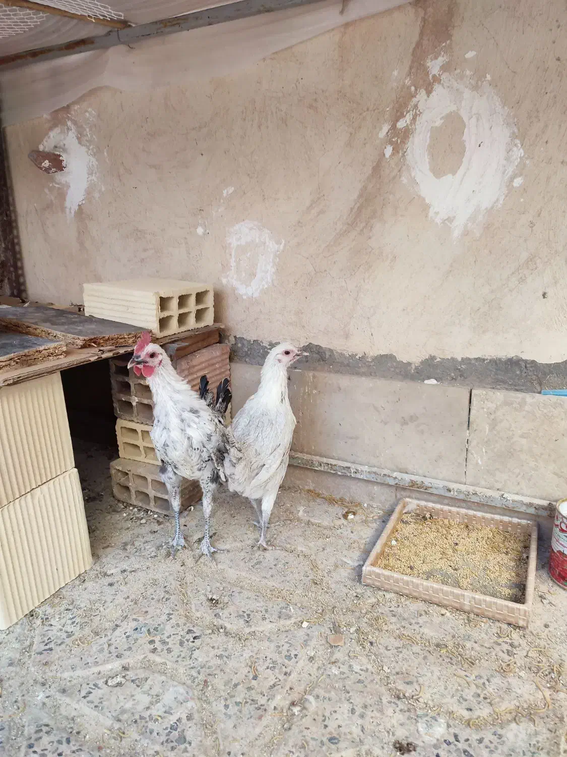 مرغ و خروس نژاد اصیل|حیوانات مزرعه|بیرجند, |دیوار