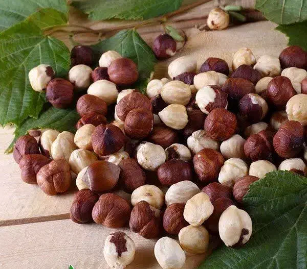 عرضه نهال فندق فرتیل دوکاتارد پربار|خدمات باغبانی و درختکاری|قروه, |دیوار