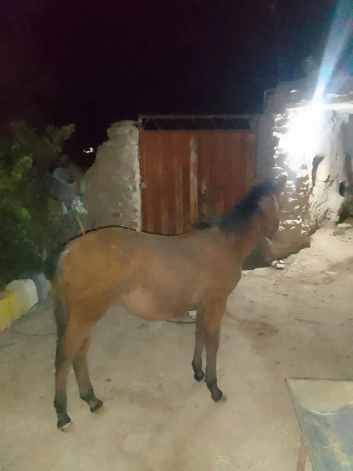 کره اسب ماده ارام به فروش میرسد|اسب و تجهیزات اسب‌سواری|بجنورد, |دیوار