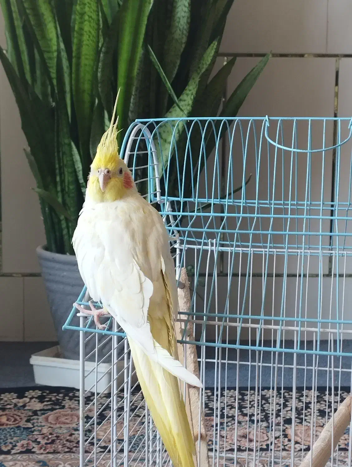 عروس هلندی لوتینو ماده|پرنده|زیباشهر, |دیوار