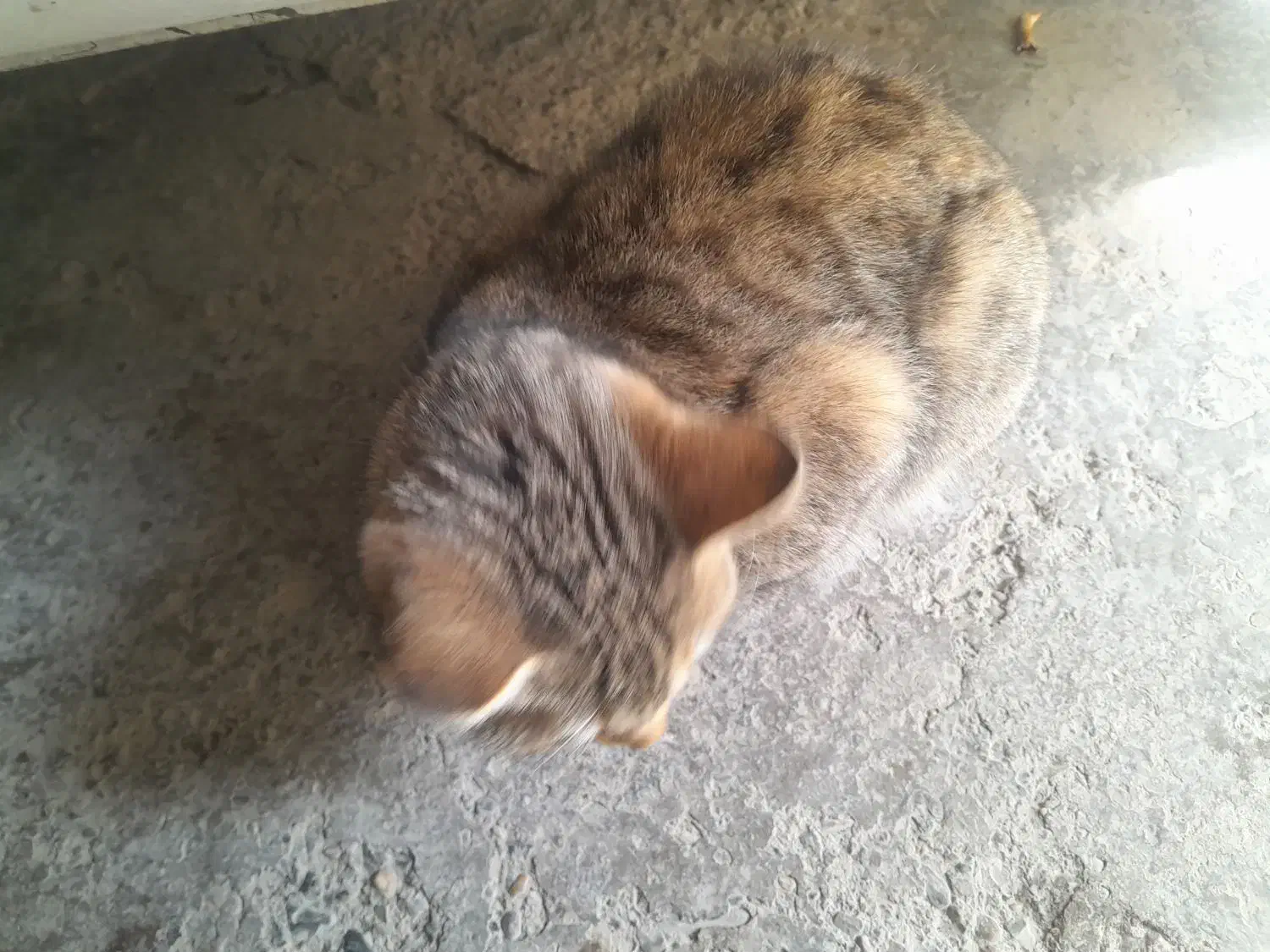 گربه خانگی|گربه|نهاوند, |دیوار