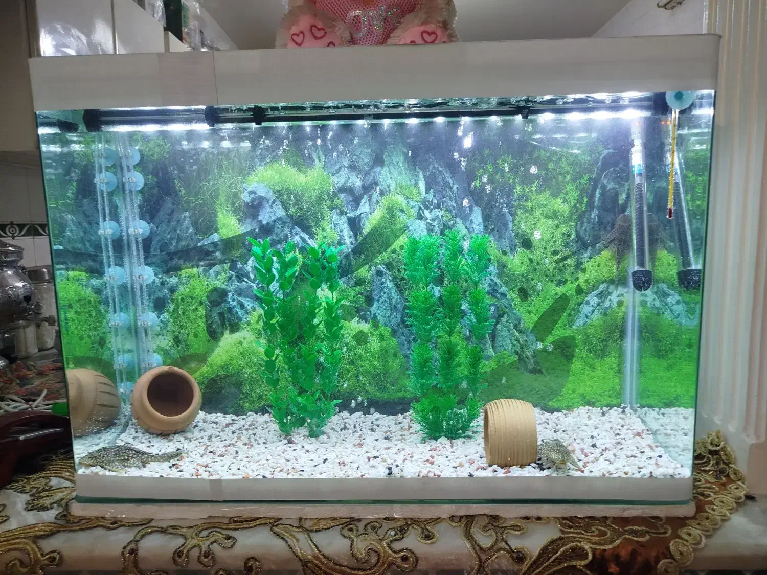 اکواریوم|ماهی|قزوین, |دیوار