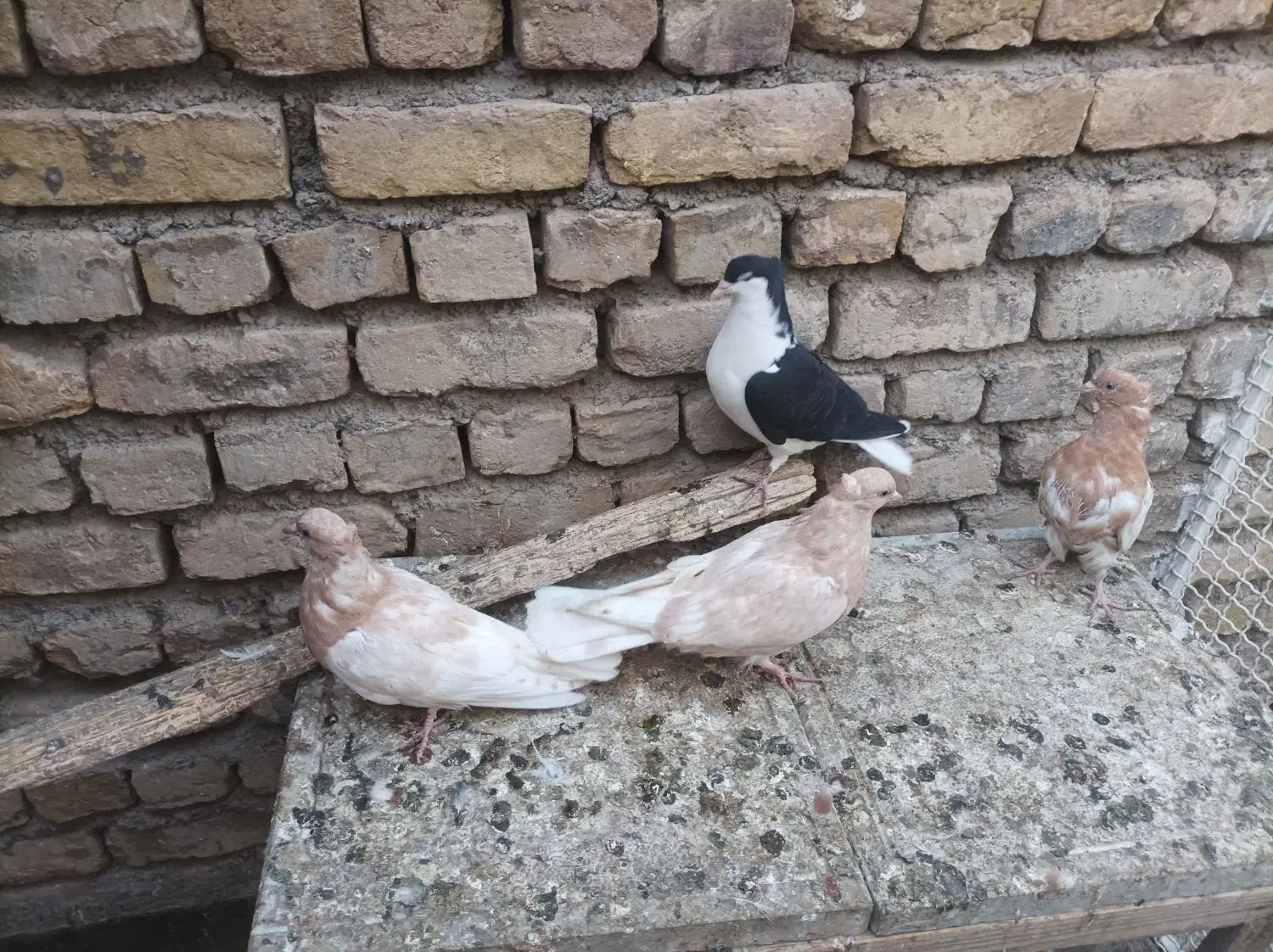 دم سفید ماده جوجه کله زرد|پرنده|مشهد, نیروی هوایی|دیوار