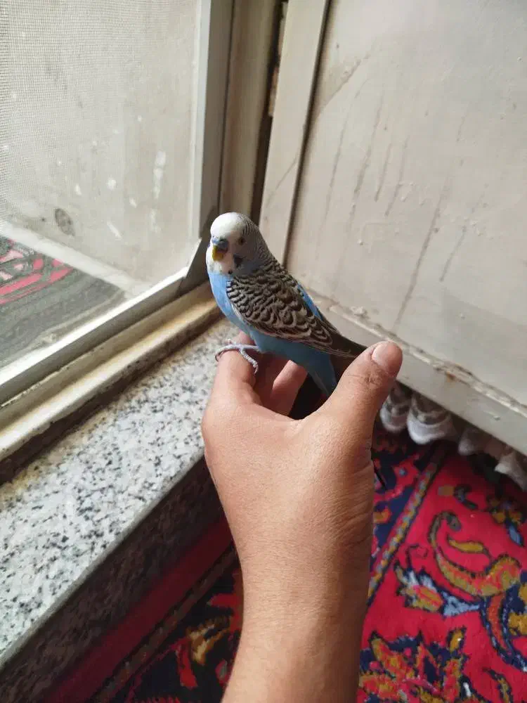 یه جفت مرغ عشق آماده تخم گذاری و یک نر مست|پرنده|ری, شهرک نظامی|دیوار