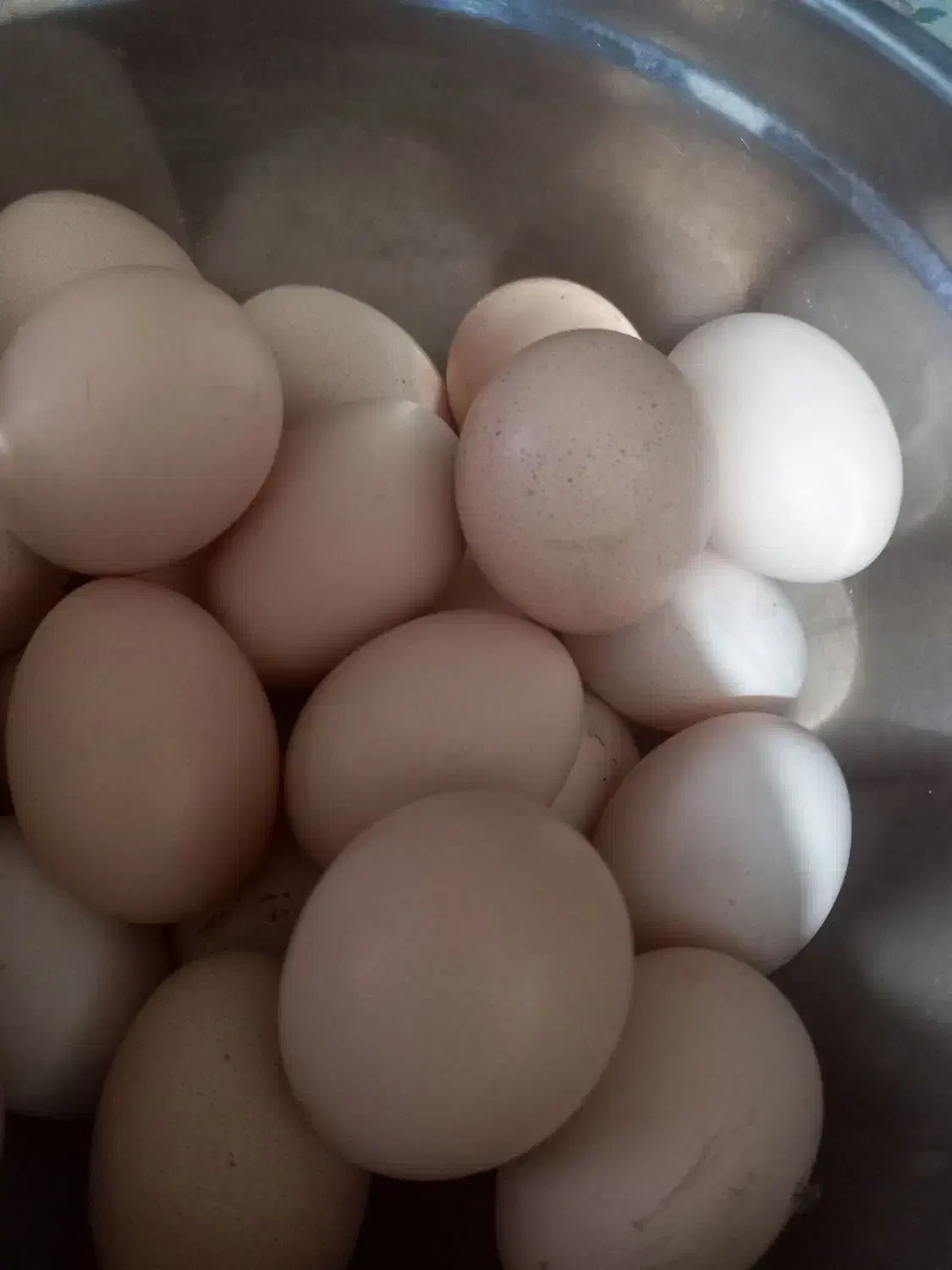 تخم‌ مرغ محلی درشت|خوردنی و آشامیدنی|شاهرود, |دیوار