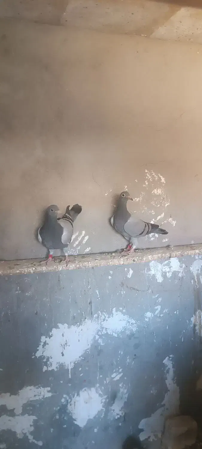 دوجفتجوجهمسافتیباجفتنروماده|پرنده|هامون, |دیوار