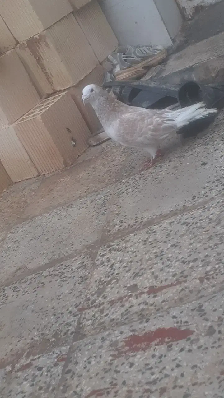 کبوتر|حیوانات|پلدختر, |دیوار