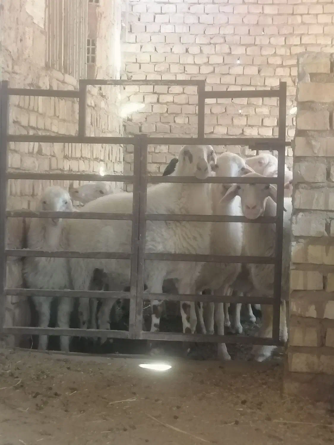 گوسفند بومی|حیوانات مزرعه|زارچ, |دیوار