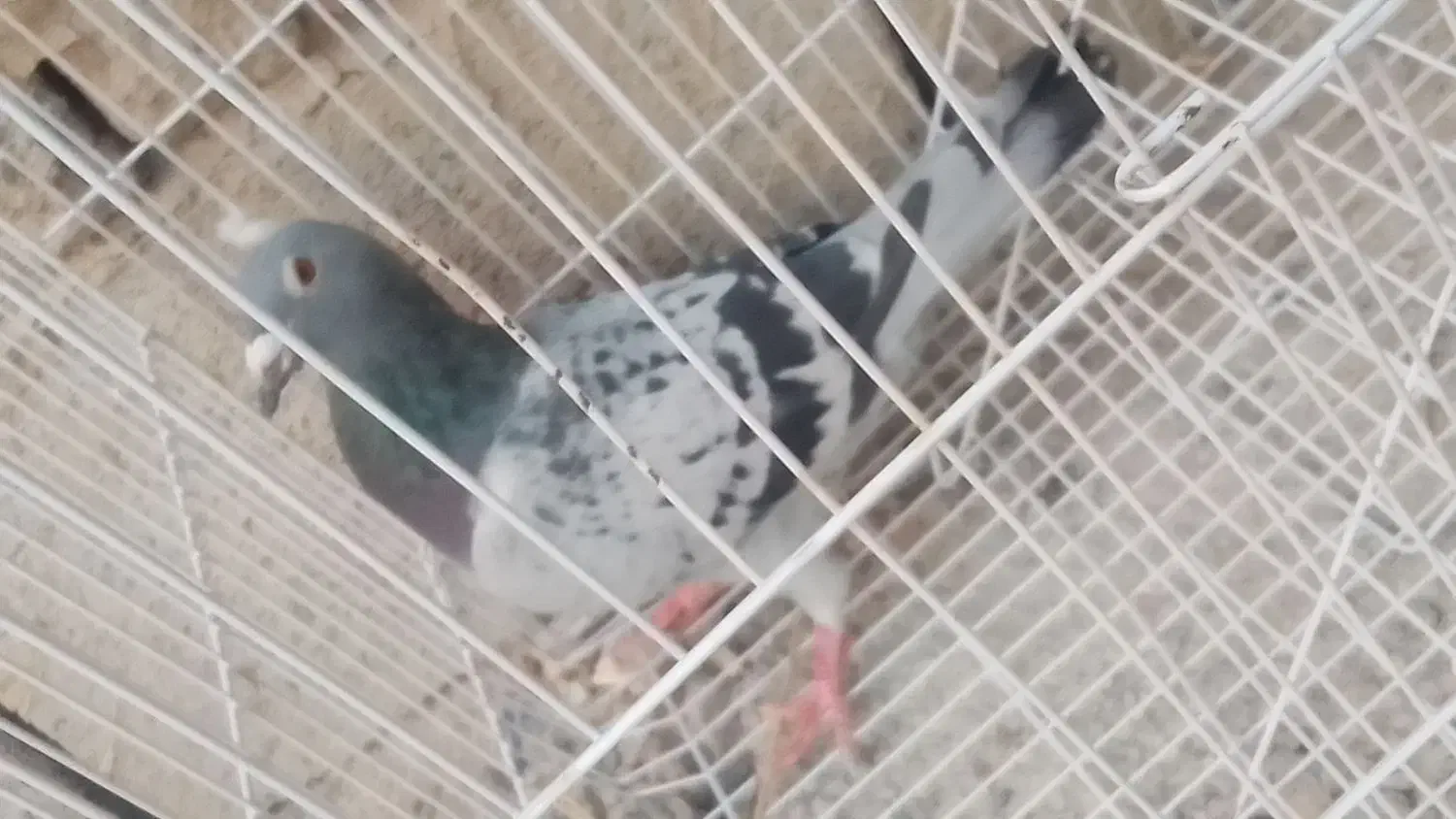 مگس|پرنده|زابل, |دیوار