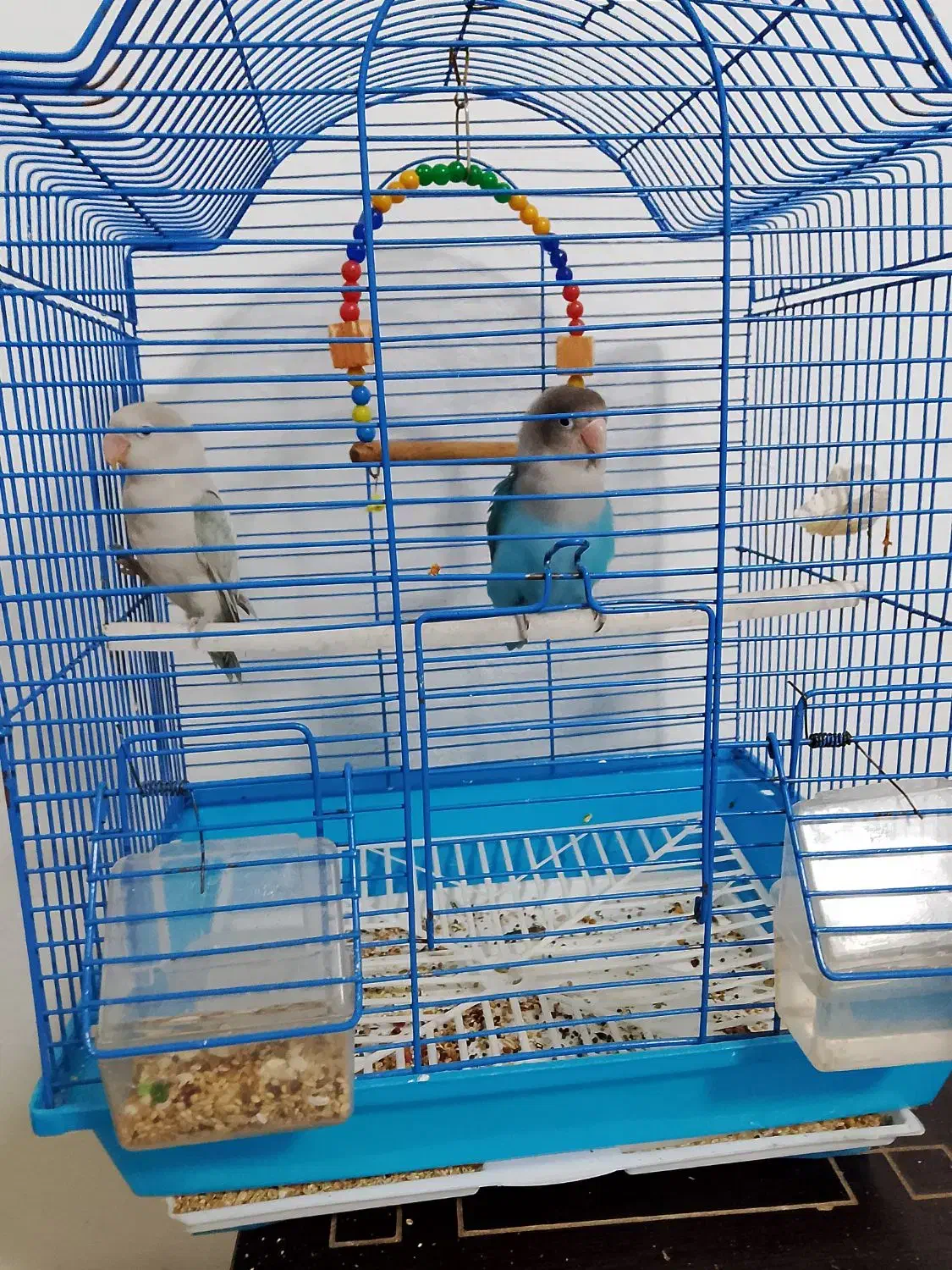 طوطی برزیلی|پرنده|فردیس, شهرک شهید حسینی|دیوار