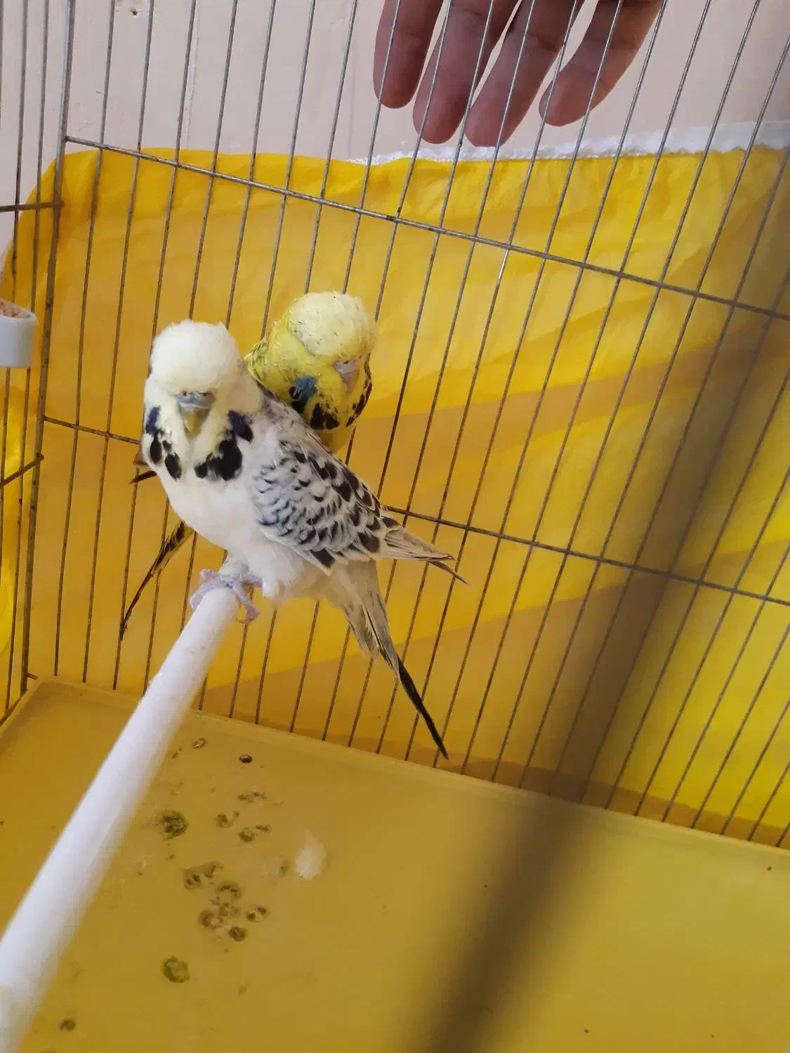 جفت مرغ عشق انگلیسی (لاسونیک) گرید آ مولد اصل|پرنده|پیرانشهر, |دیوار