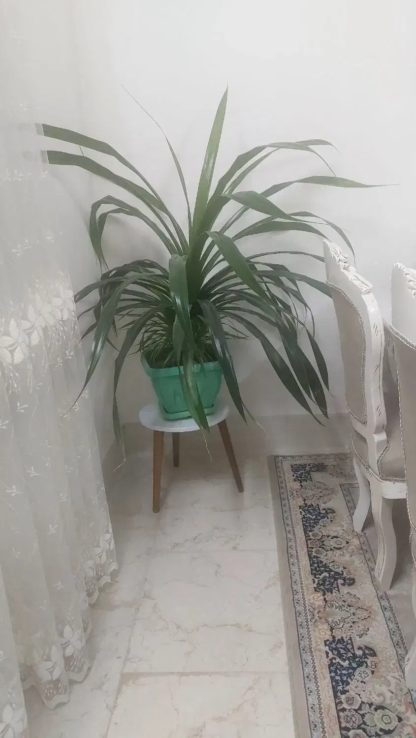 گلها فروشی سالم کاشمر|گل و گیاه طبیعی|کاشمر, |دیوار