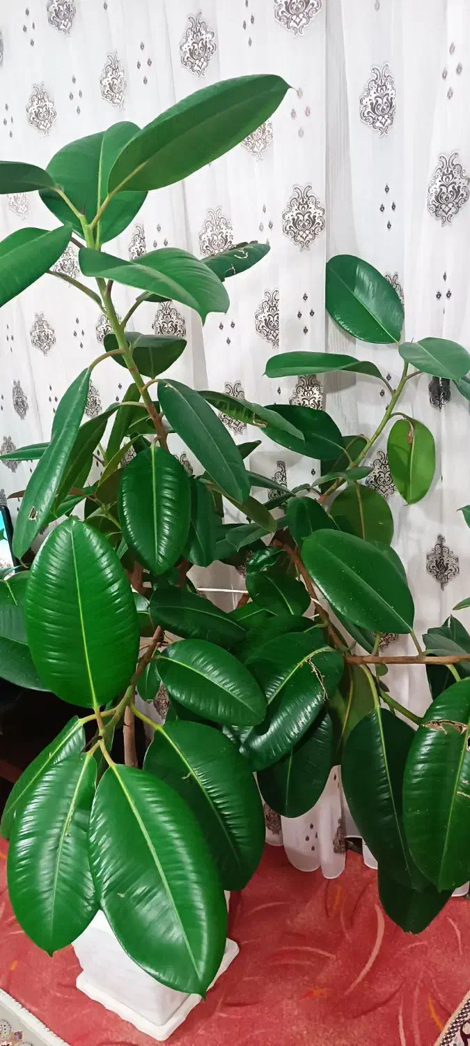 گل طبیعی|گل و گیاه طبیعی|میاندوآب, |دیوار