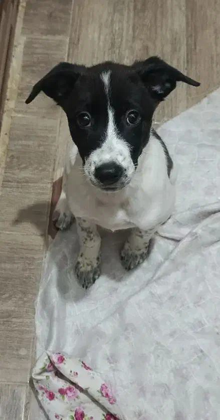 دومیلیون مژدگونی برای سگ گمشدم|سگ|خرمشهر, |دیوار