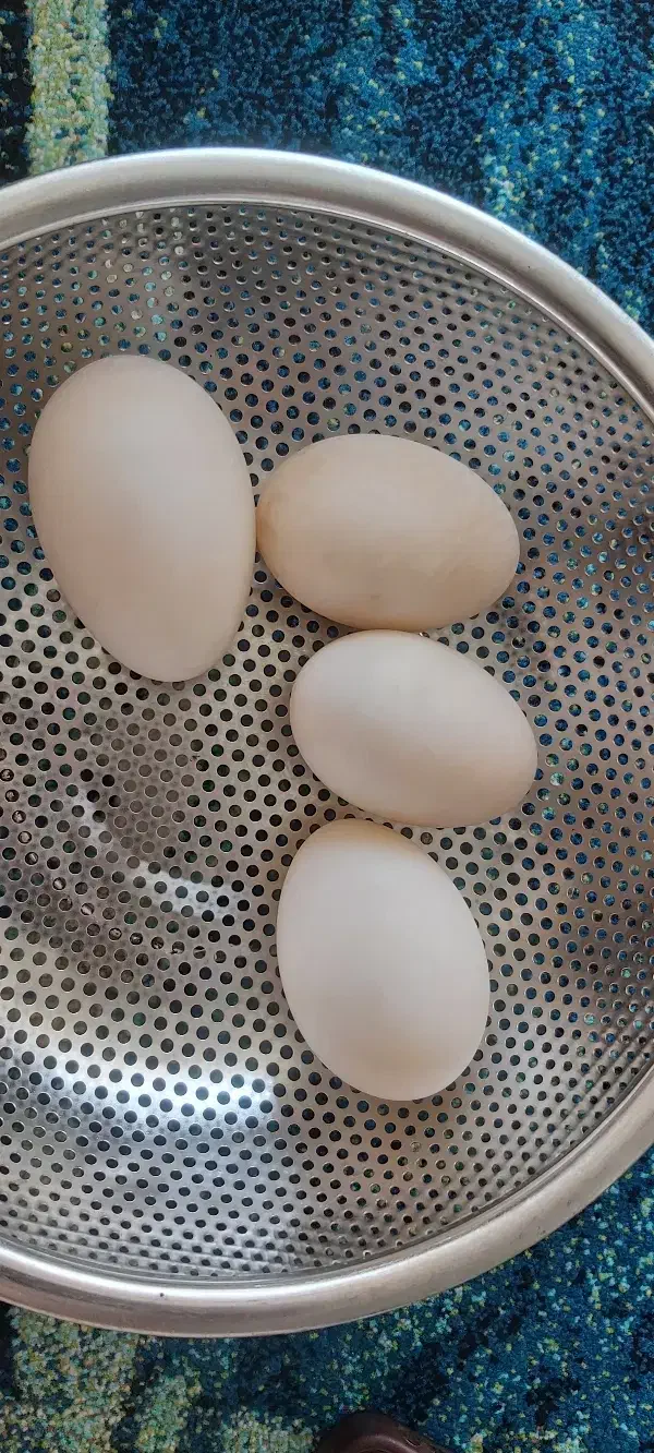 تخم اردک|خوردنی و آشامیدنی|رشت, حومه رشت|دیوار