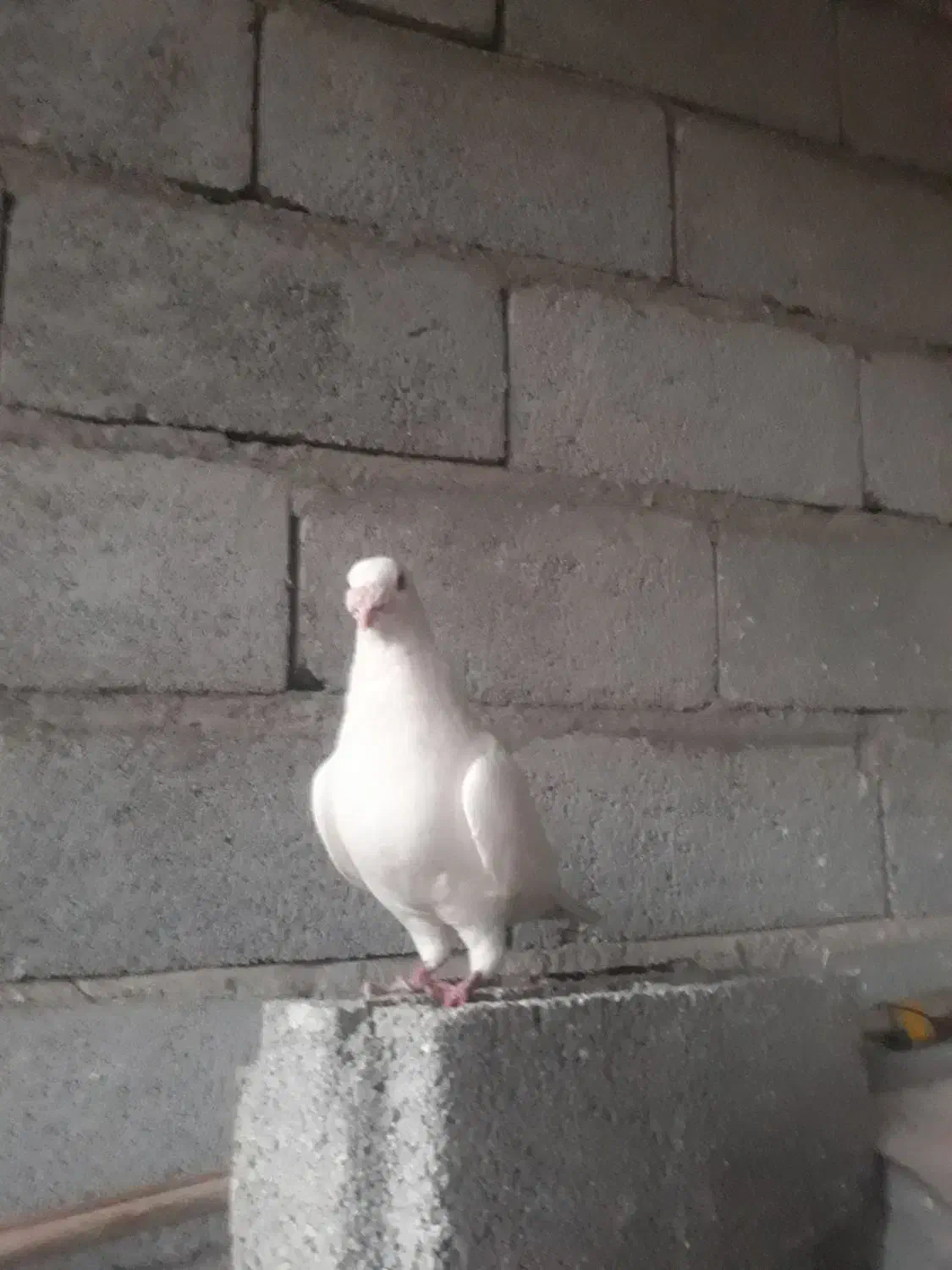 کبوتر|پرنده|بناب, |دیوار