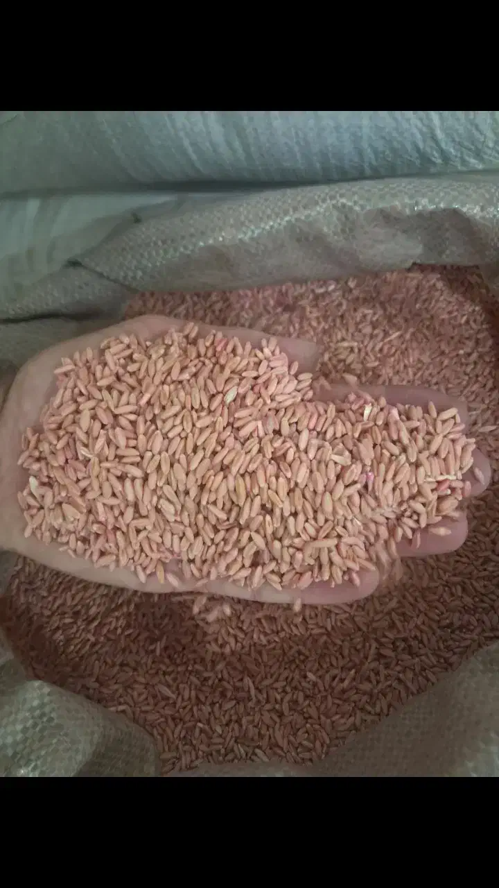 گندم دیم بذر باران|خدمات باغبانی و درختکاری|قوچان, |دیوار