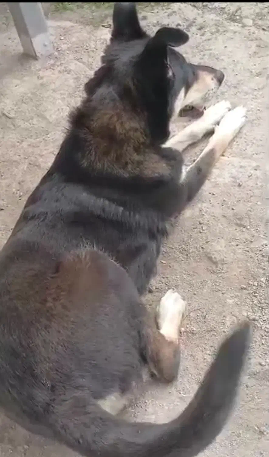 واگذاری سگ نگهبان|سگ|رشت, پسیخان|دیوار