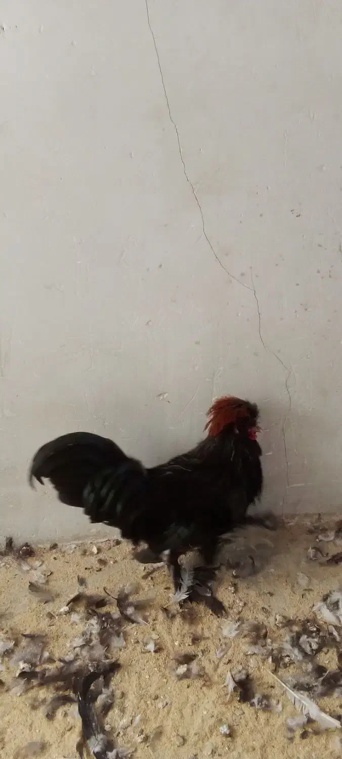 دو عددمرغ تخم کن ویک عدد خروس لهستانی|حیوانات مزرعه|قزوین, |دیوار