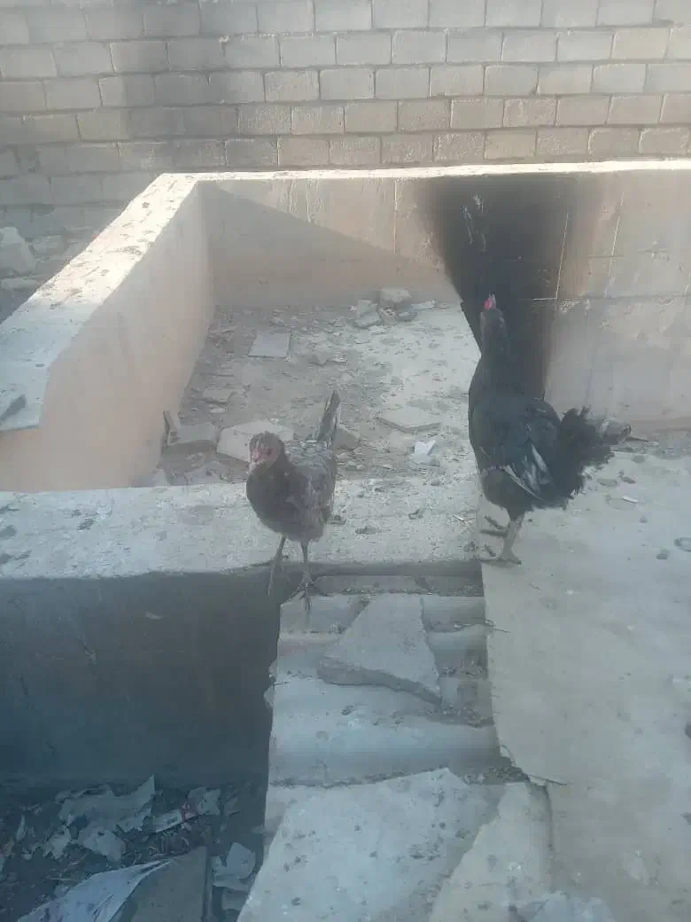 تعدادی مرغ و خروس به فروش میرسد|حیوانات مزرعه|چمران, |دیوار