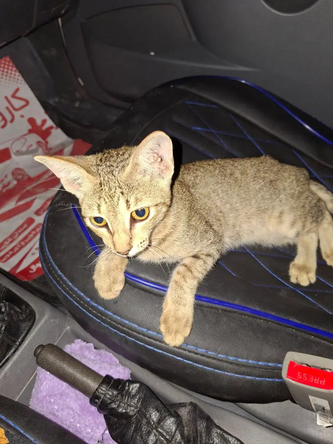 بچه گربه dsh|گربه|بوشهر, |دیوار