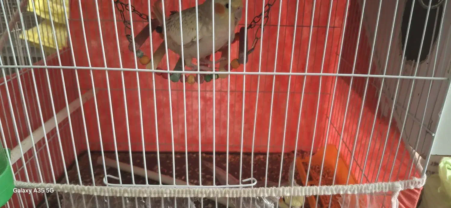 فروش عروس هلندی نر و ماده|پرنده|زابل, |دیوار