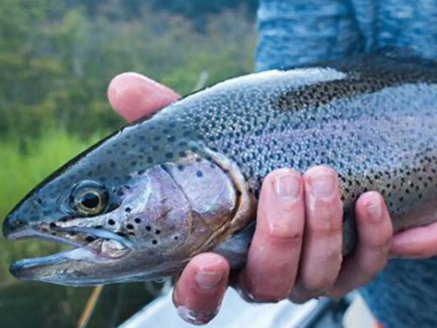 ماهی پرورشی|ماهی|سبزوار, قصبه غربی|دیوار