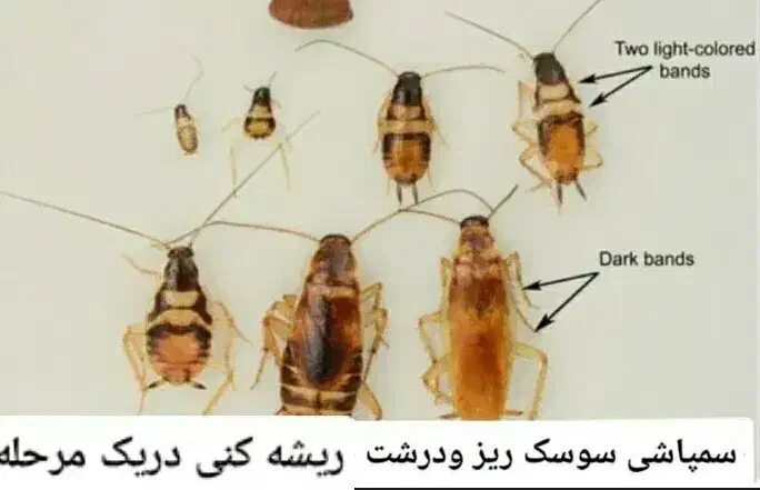 سمپاشی سوسک فوری بدون بو|خدمات نظافت|کیش, |دیوار