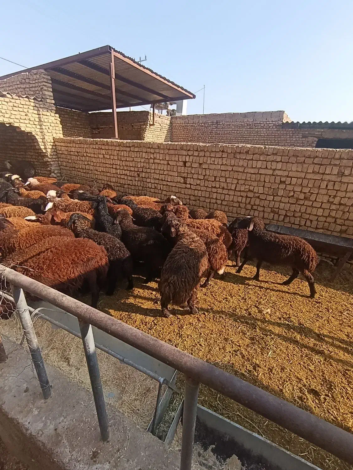 بره نر وماده|حیوانات مزرعه|پیر بکران, |دیوار